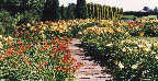 Flowerview.jpg