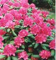 rhodo.jpg